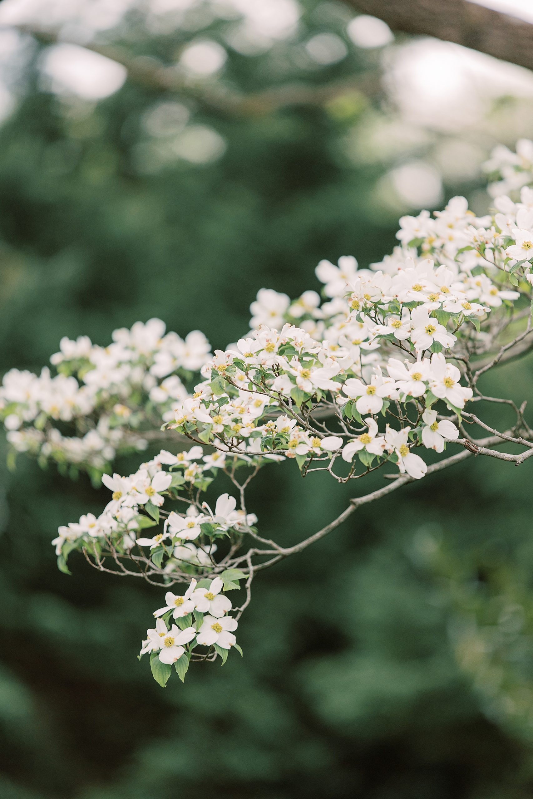 white flowering tree in Delaware 
