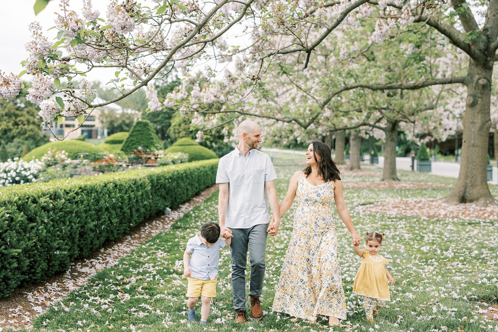 family walks holding hands under pink trees in Media PA