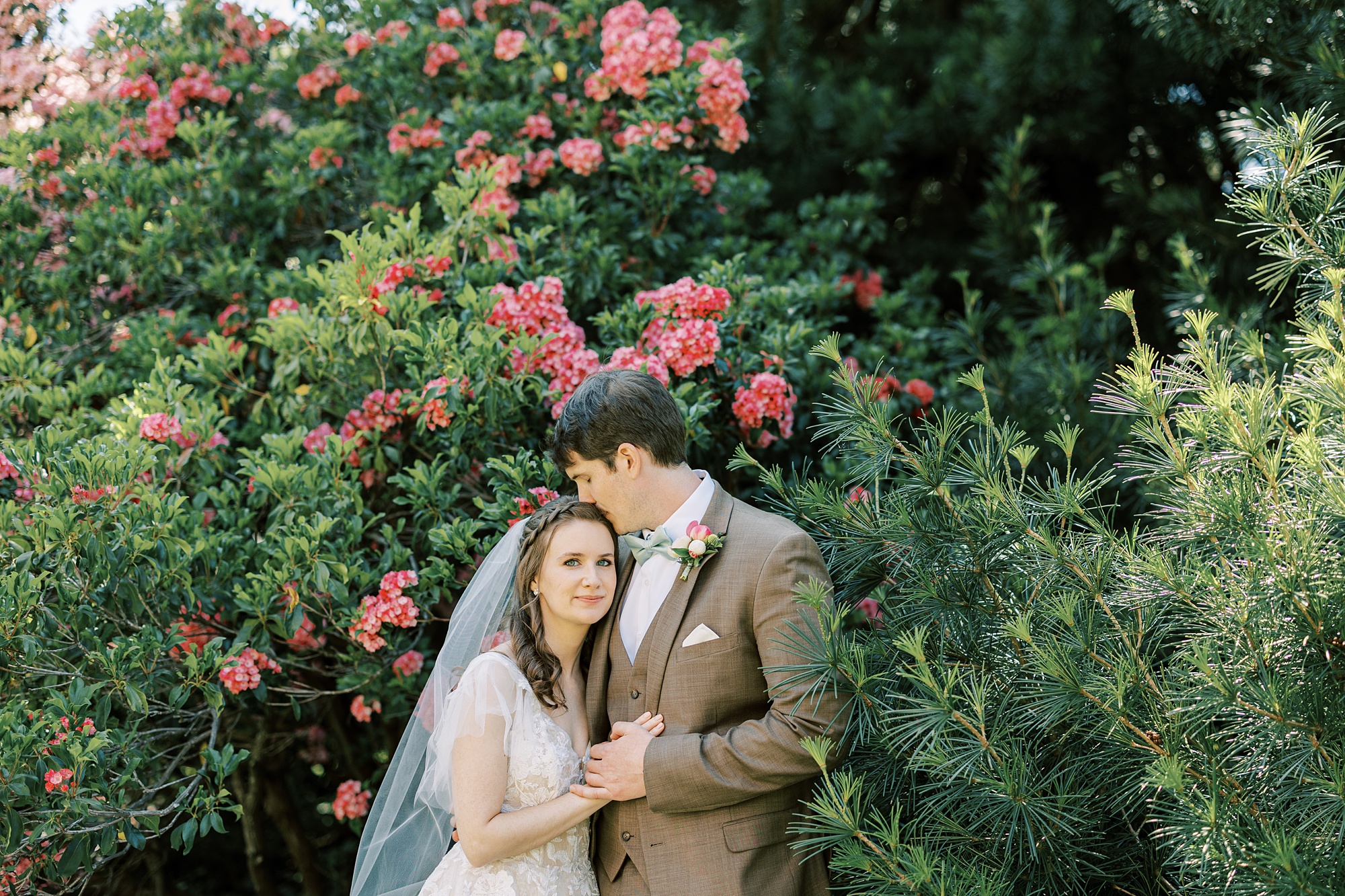 groom holds bride to him and kisses her forehead by pink bush