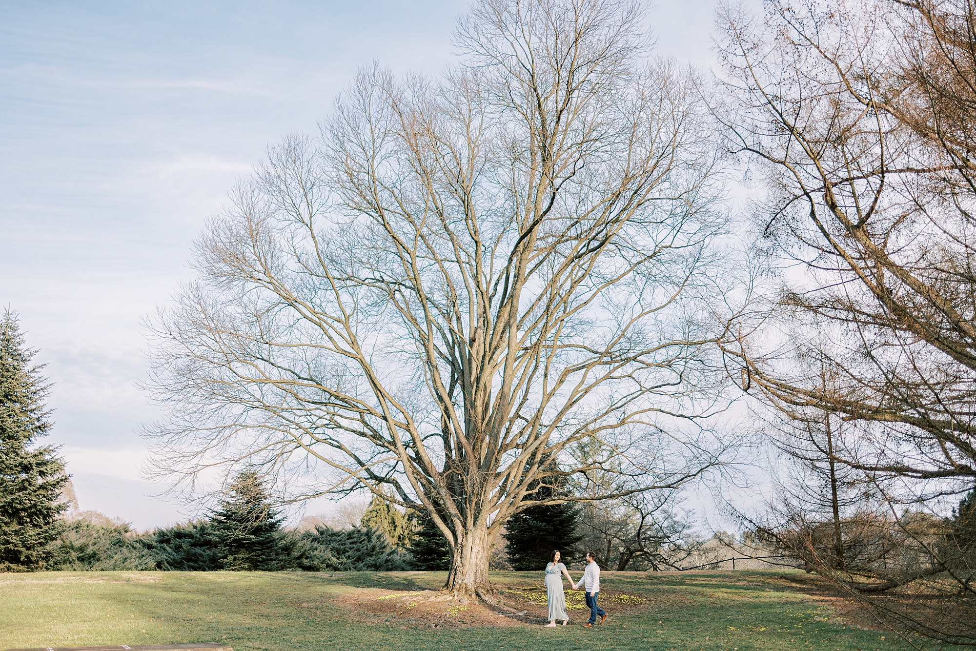 husband and wife walk by large tree at Longwood Gardens during maternity portraits 
