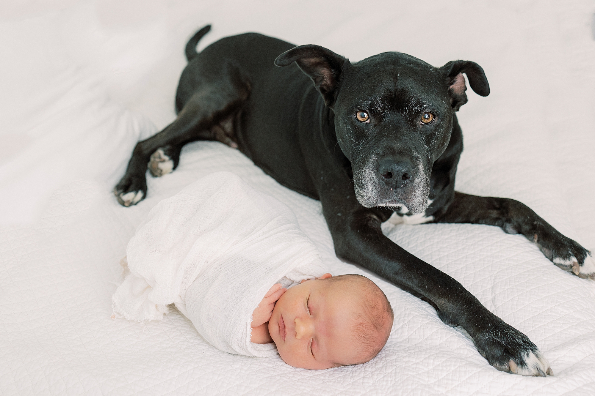 black dog lays on bed next to baby boy in white wrap 