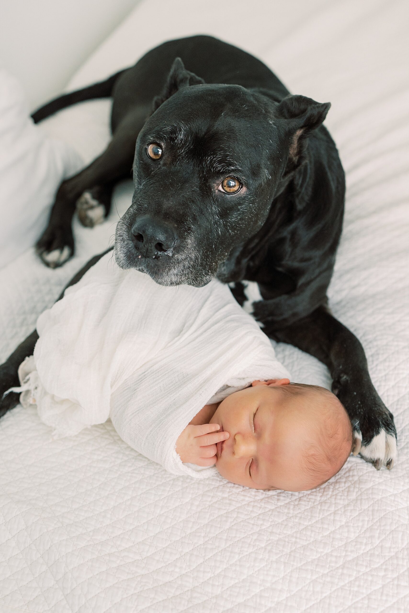 black dog lays behind baby boy in white wrap 